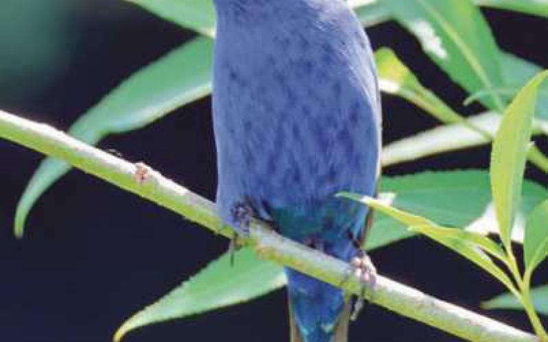 Resident shares bird photographs taken at local parks