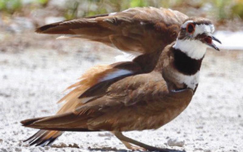 Resident shares bird photographs taken at local parks