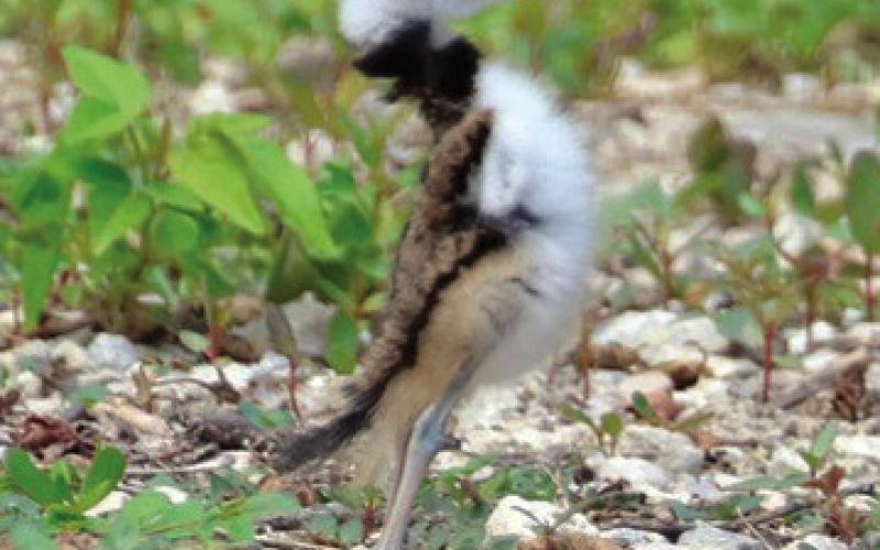 Resident shares bird photographs taken at local parks