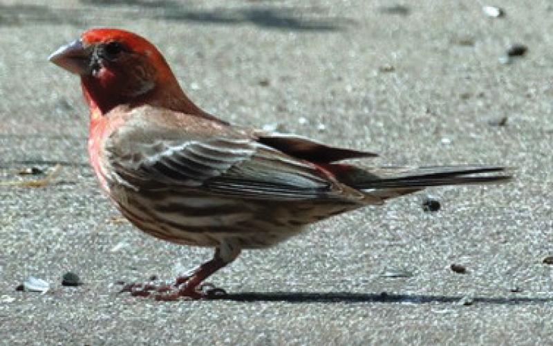 Resident shares bird photographs taken at local parks