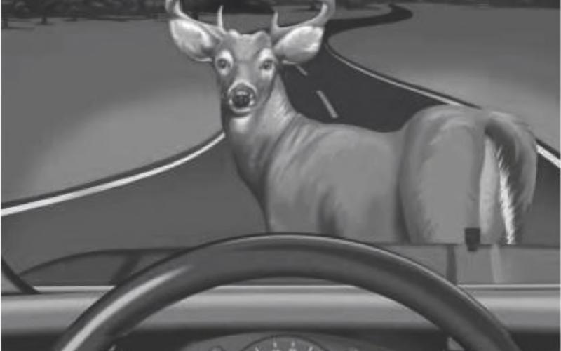 Suggestions for avoiding vehicle/deer collisions