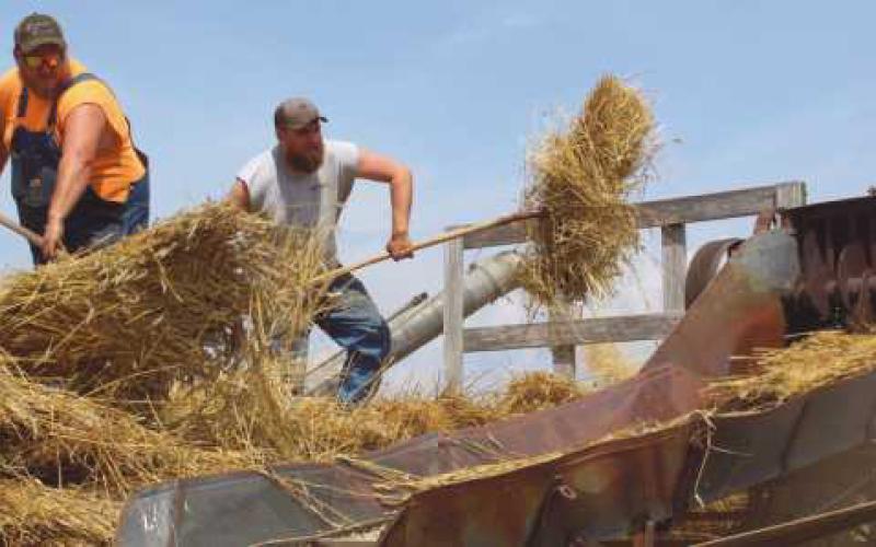 Five Point Steam Threshers celebrate 61 years