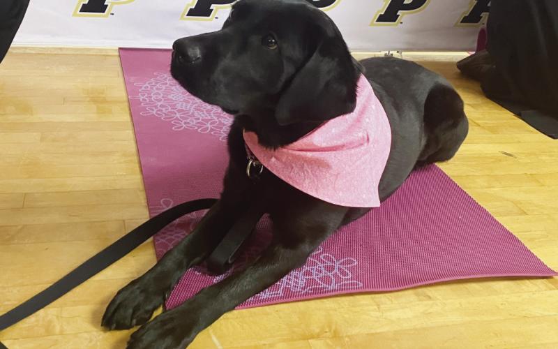 Liv is a two-year-old facility dog at Frank Elementary.