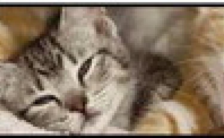 THS seeking donations, foster families for kittens