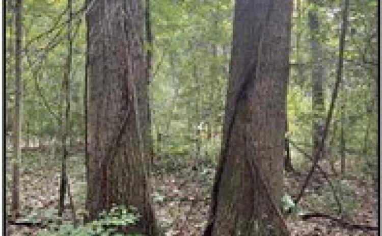Conservancy adds acreage to Kitty Todd preserve