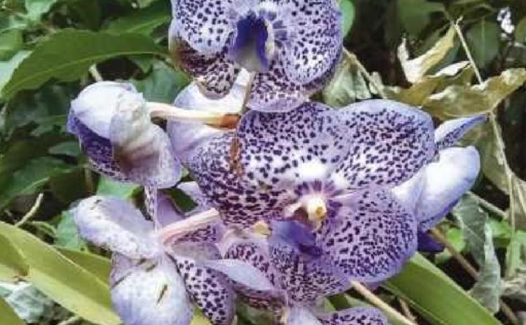 Orchid show in bloom at Toledo Zoo through Feb. 28