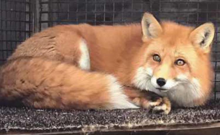 Lenny the fox was rescued by Nature’s Nursery and is currently an animal ambassador for the organization.