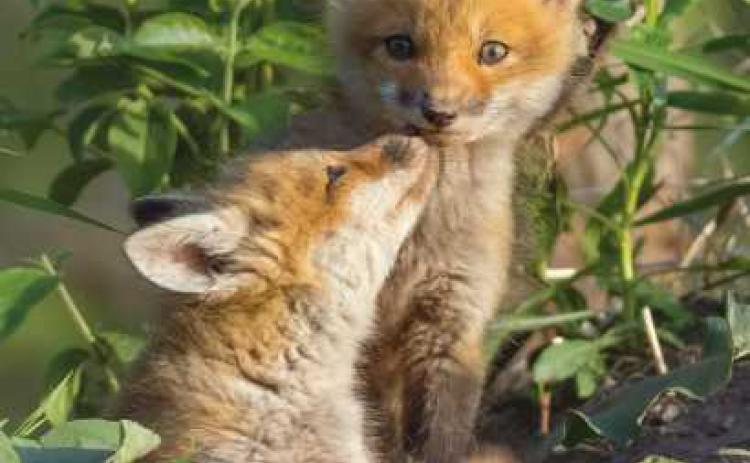 Nature’s Nursery nature photo auction will accept bids through 7:30 p.m., on August 21.
