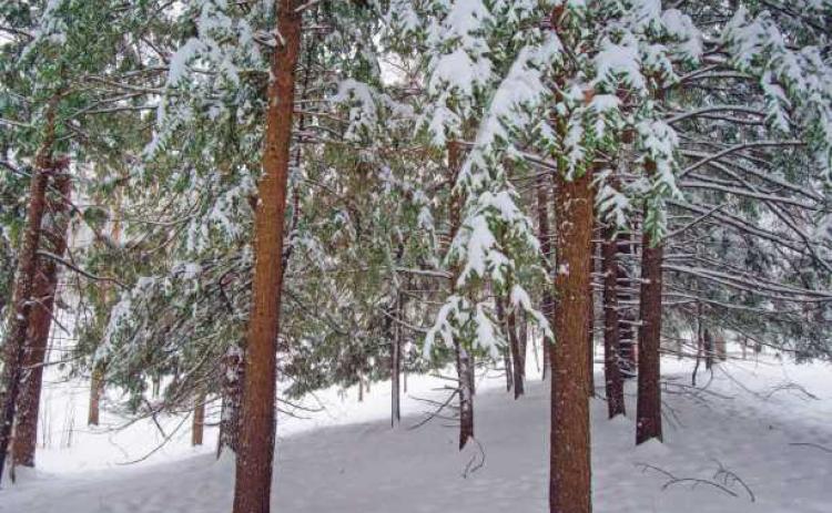 Pine trees are not native to northwest Ohio