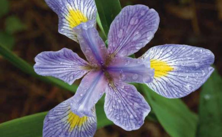 Native iris in bloom