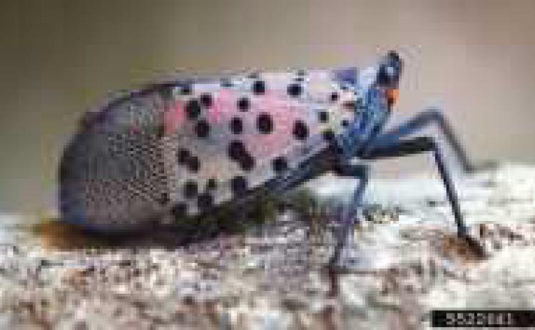 An adult lanternfly Photo credit to Lawrence Barringer, Pennsylvania Department of Agriculture.