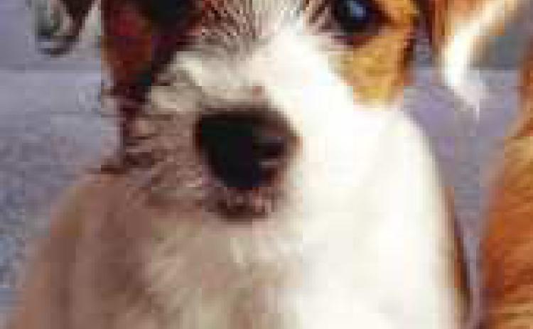 Wood County Dog Shelter to host adoption event