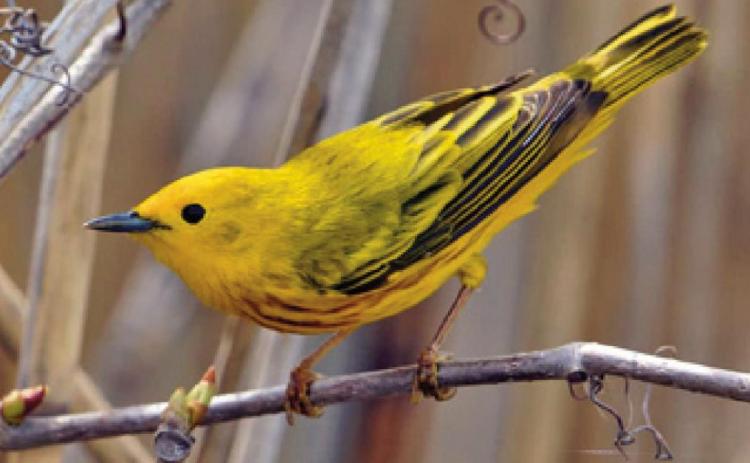 Yellow warbler among the migratory birds at Ottawa National Wildlife Refuge
