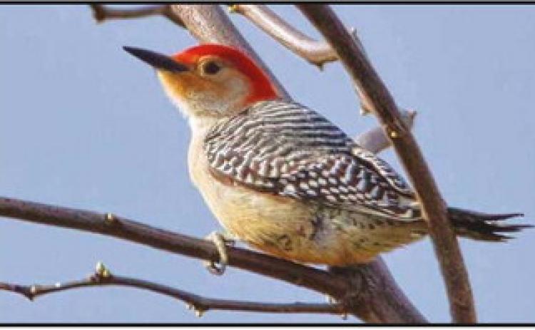 Ottawa National Wildlife Refuge is home to many species of woodpeckers