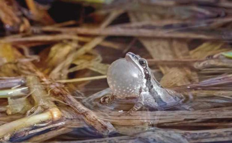For area frogs, love is in the air