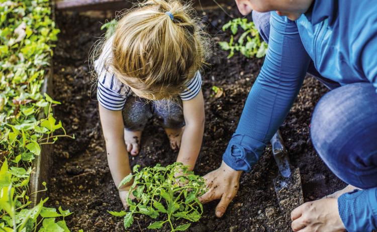 Vegetable gardening 101