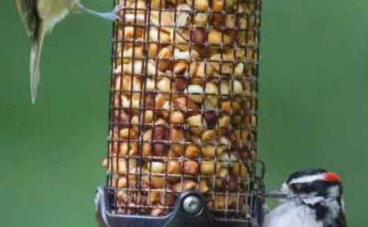 Young birds crowd feeders