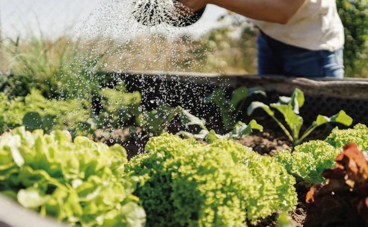 Gardening and mental health