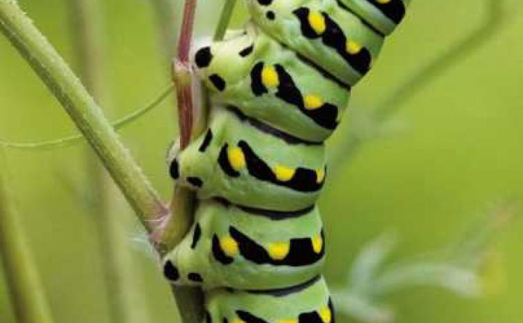 Swallowtail butterflies begin as colorful caterpillars