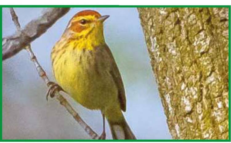 Biggest Week in American Birding is about to begin