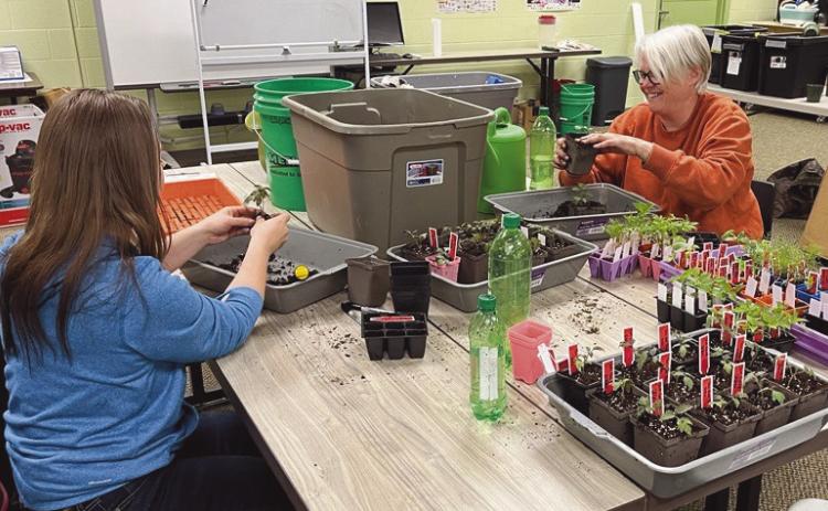 A volunteer helps staff up-potting plants for office gardens.