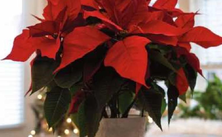 Perrysburg Schools Parents Helping Students and Staff to hold winter plant sale