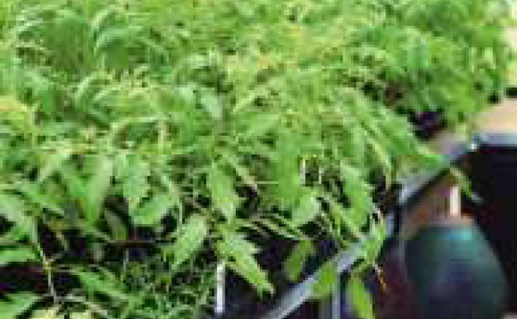 577 plant sale set for May 6-14