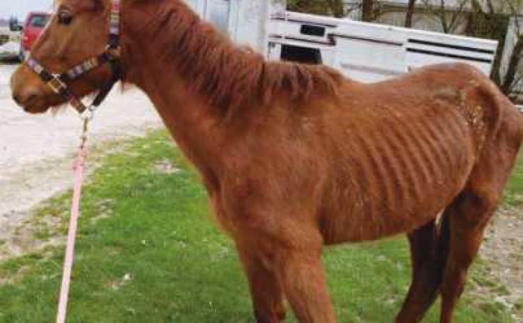 Horses are cared for at the Healing Barn, which provides equine rescue and rehabilitation.