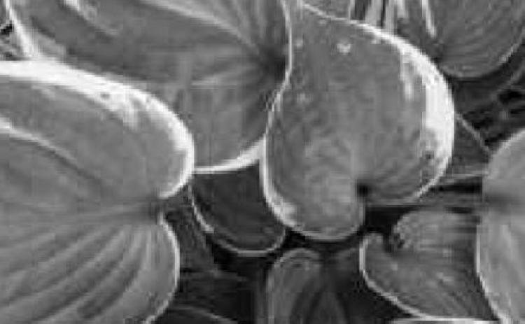 Hosta, Daylily Society plant sale set for May 21