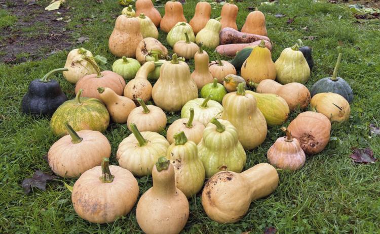 577 Foundation Organic Garden Horticulturist Samantha Day had a harvest that included an estimated 90 to 100 squash in a variety of shapes and sizes, all grown from the same genetically diverse population of butternut-type squash. Below, the vines took over the area near the Log House and Green Door Studio.