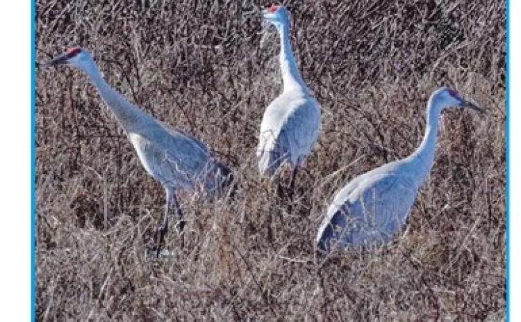 Sandhill cranes mark the return of spring