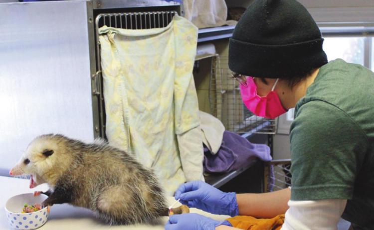 Cal Reynolds applies ointment to the tail of this opossum, which had its tail partially amputated due to frostbite.