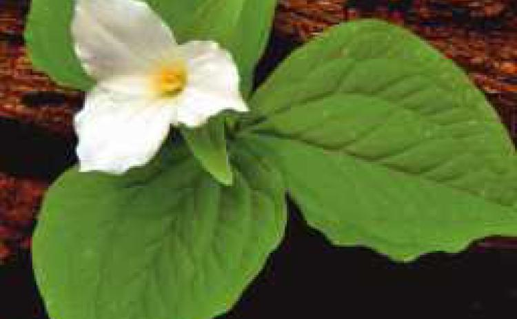 White trillium is the official native plant of Ohio, and an icon of the spring woods. It can be found in wooded areas of Pearson, Swan Creek, Secor and other Metroparks.