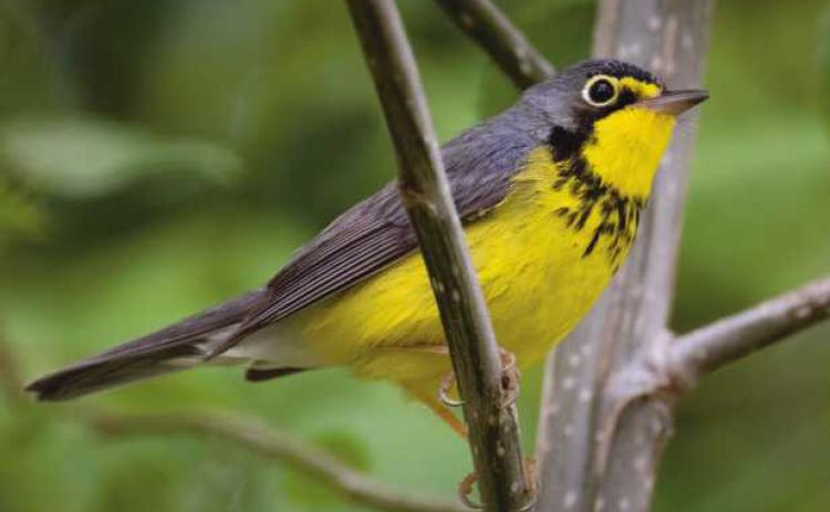 This Canadian warbler is one of many species to arrive in northwest Ohio this spring.