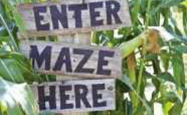 Corn maze open