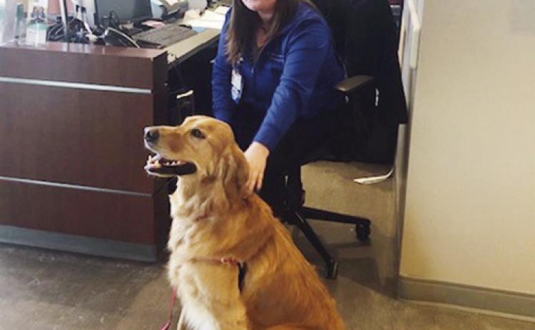 Mercy staff member spends a moment with Henry the therapy dog.