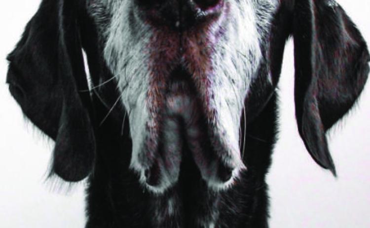 How to make aging pets more comfortable