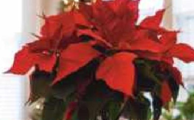 Perrysburg Schools Parents Helping Students and Staff to hold winter plant sale