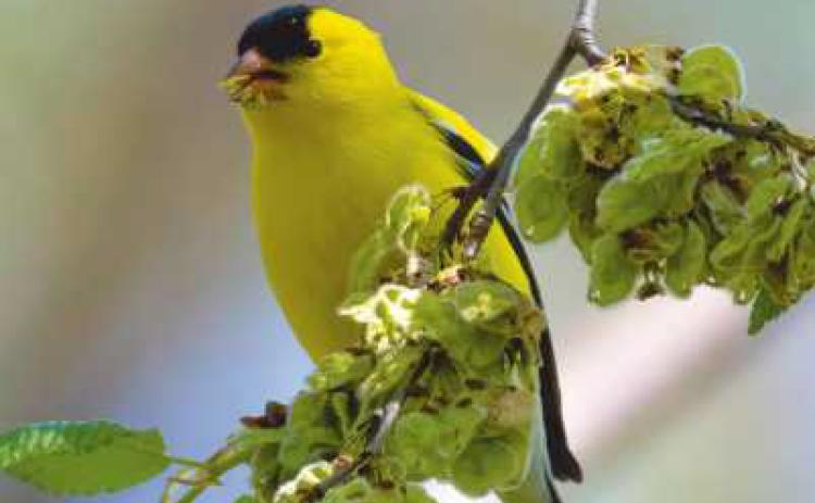 The goldfinch, a late addition to nesting birds