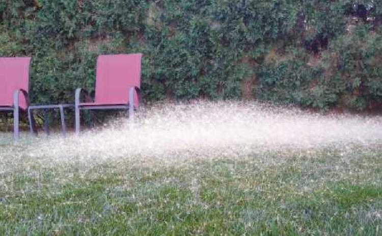 Neighbors worry about weed spreading on Eckel Jct.