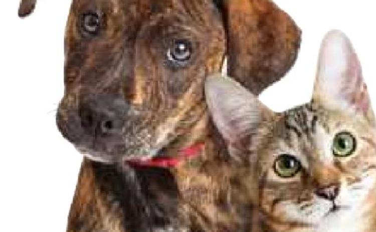 Toledo Humane Society’s foster program seeks donations