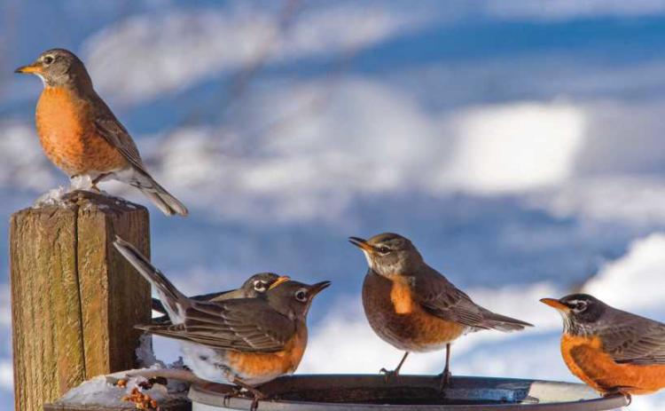 American Robins find sustenance in bird feeders during winter