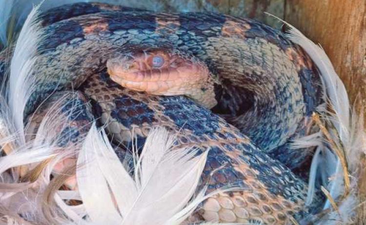Eastern fox snake finds home at Ottawa National Wildlife Refuge