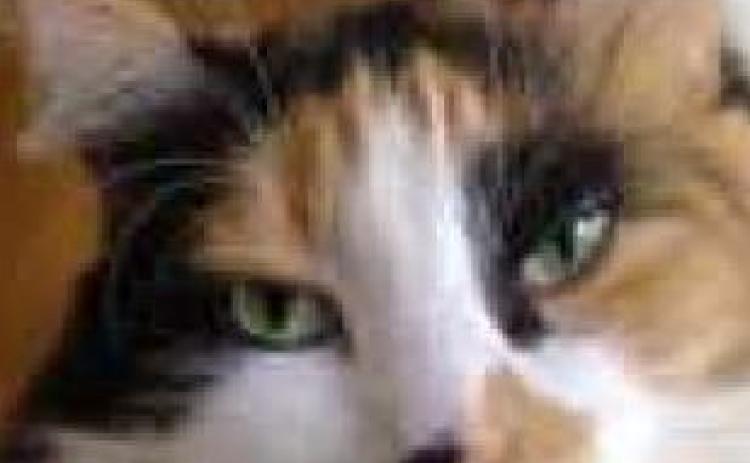 Planned Pethood hosts Kitty-Palooza