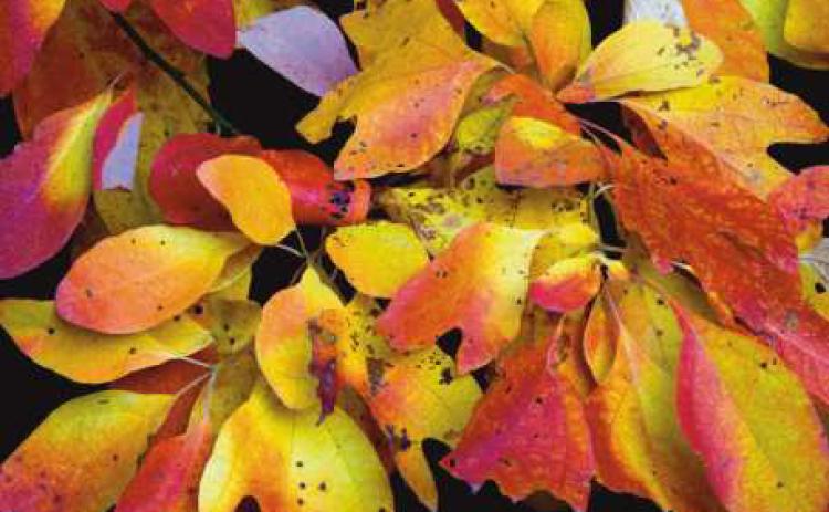 How autumn illuminates the forests