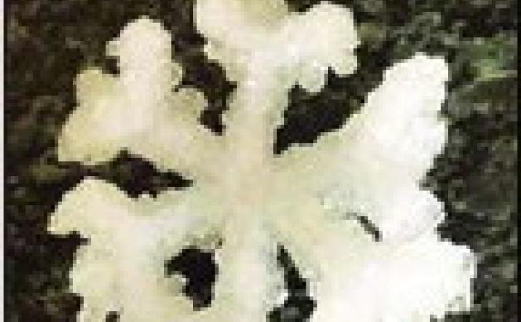 Two ingredient snowflake ornaments