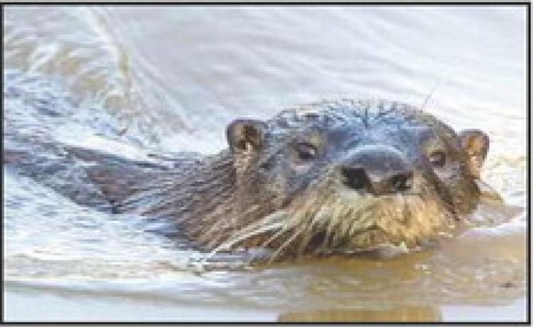 River otters find home at Ottawa National Wildlife Refuge