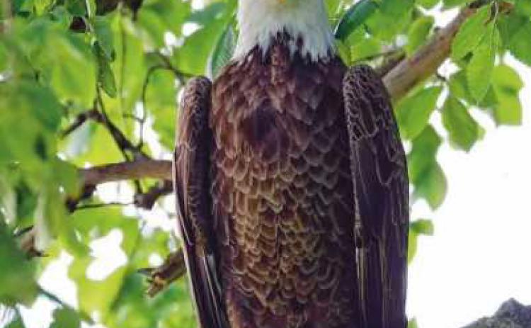 Majestic raptors making strong comeback