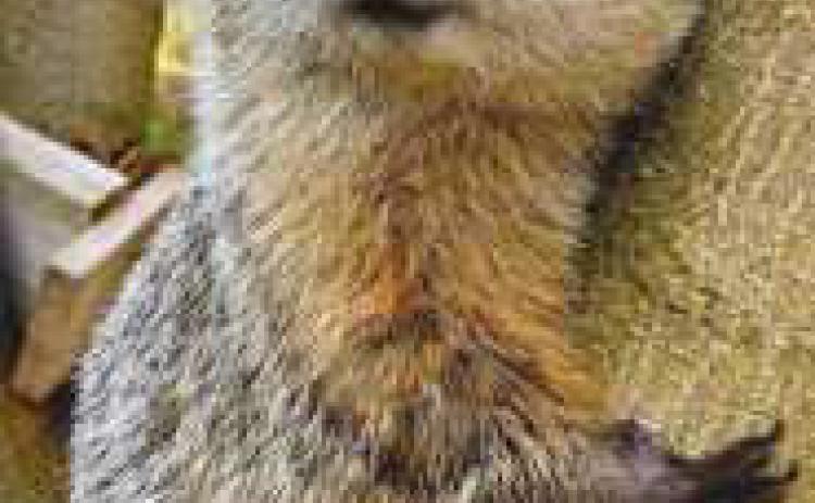 Nature’s Nursery seeks public input on name for groundhog
