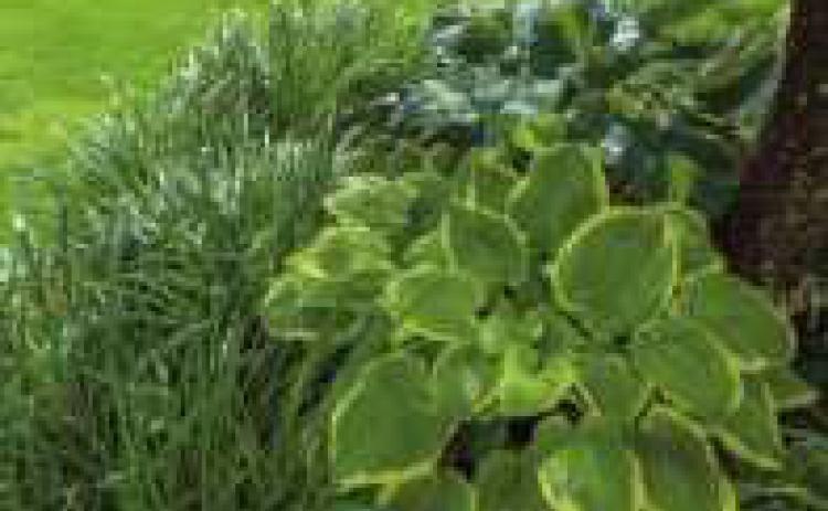 Plant exchanges to be held at fairgrounds